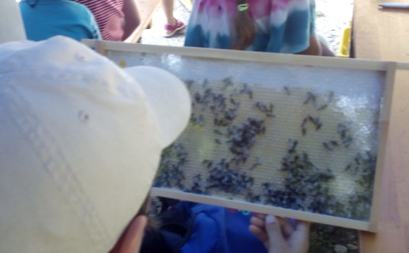 Emsige „Bienchen“ am Lehrbienenstand
